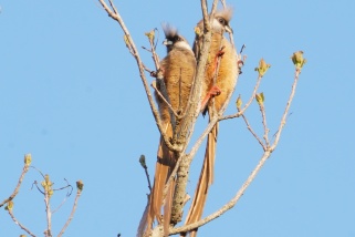 Colius striatus - Braunflügel-Mausvogel (Gestreifter Mausvogel, Silberwangen-Mausvogel)